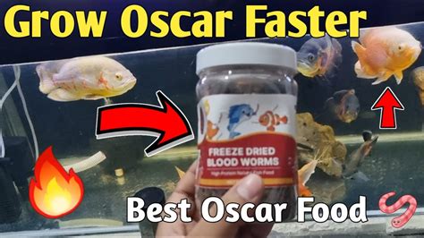 best food for oscar fish|feeding oscar fish.